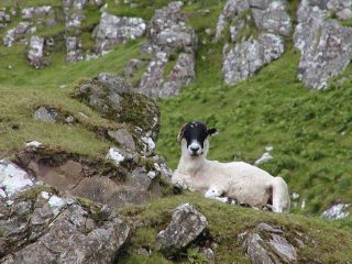 Schaf im Glen Conon